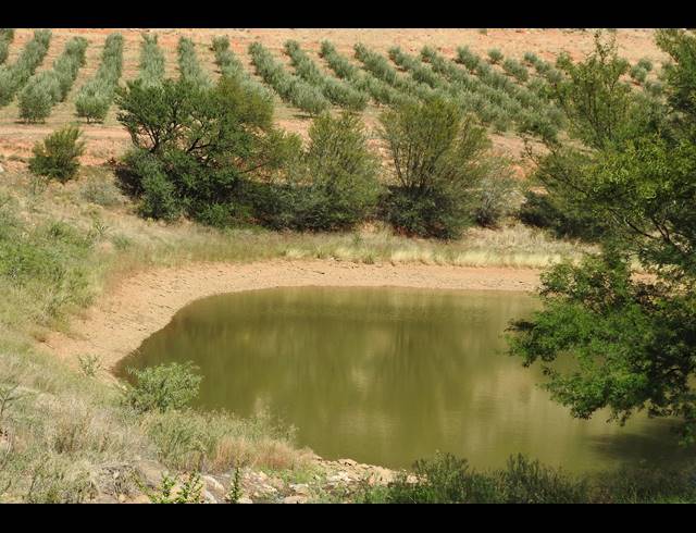 77HA FARM FOR SALE IN CALITZDORP RURAL